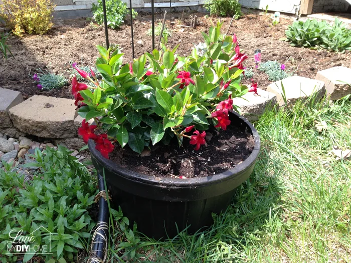 Outdoor Pots Revived! {Love My DIY Home}