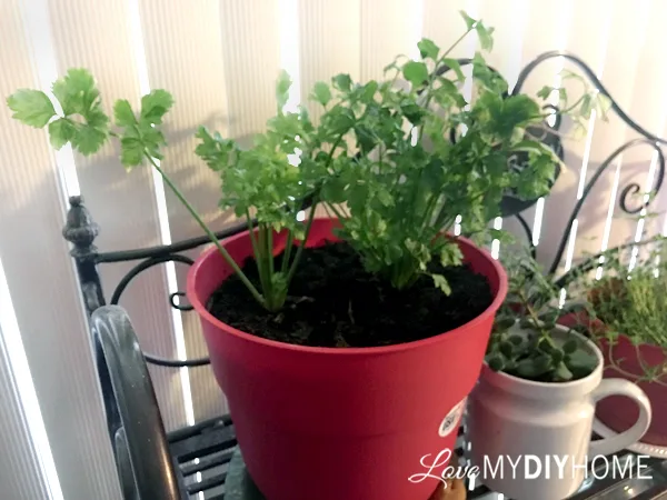 Celery on Your Windowsill {Love My DIY Home}