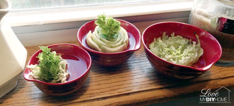 Grow lettuce and celery on your windowsill from table scraps {Love My DIY Home}