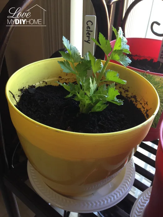 Grow lettuce and celery on your windowsill from table scraps {Love My DIY Home}