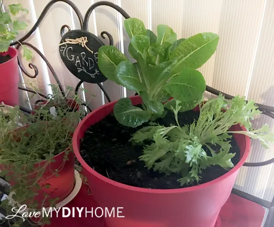 Celery on Your Windowsill {Love My DIY Home}