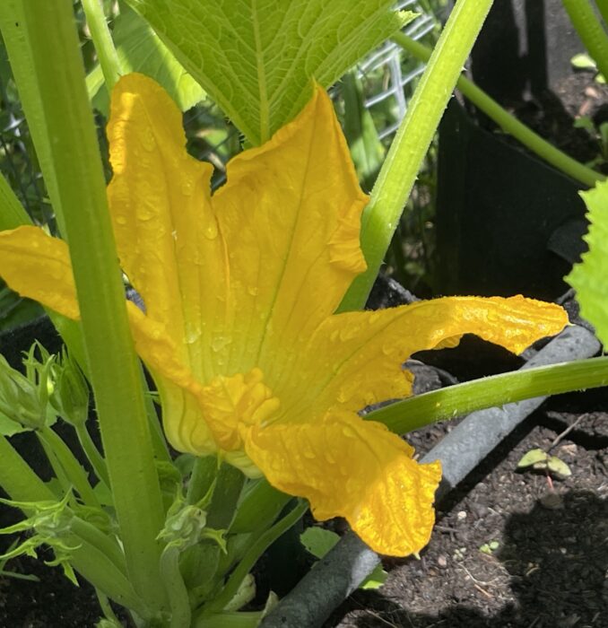 zucchini flower zucchini flower